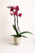 Orchidée Bordeaux
