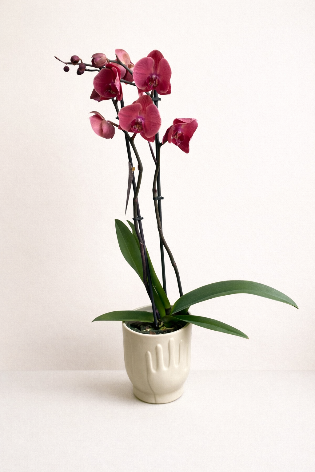 Orchidée Bordeaux