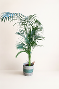 Palmier areca panier tressé avec fond beige