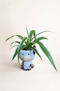 Plante araignée pot vache avec fond beige