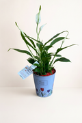 Spathiphyllum avec fond beige