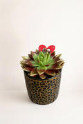 Succulente pot noir et doré avec cœur avec fond beige