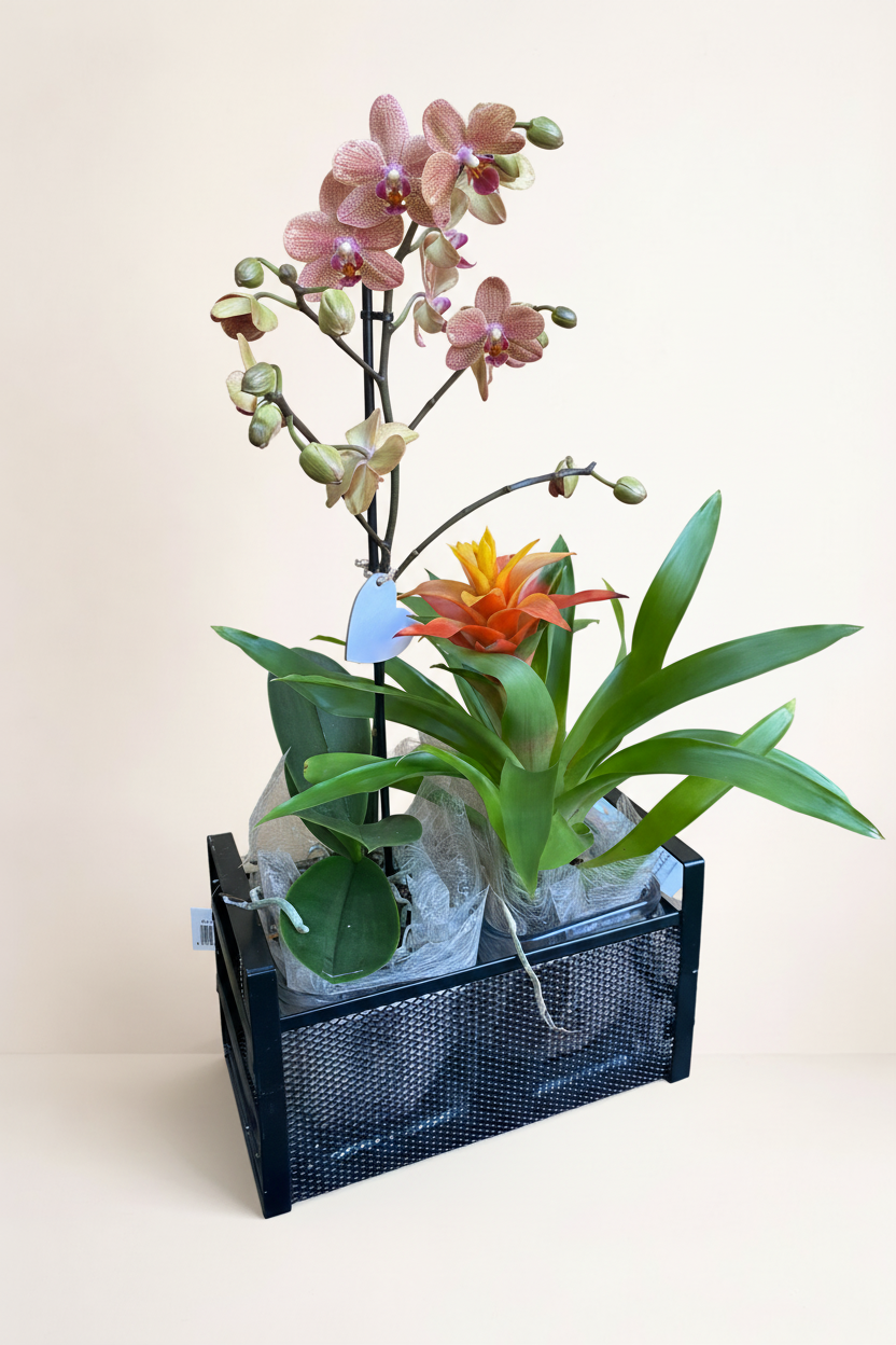 Trio plantes tropicales avec fond beige